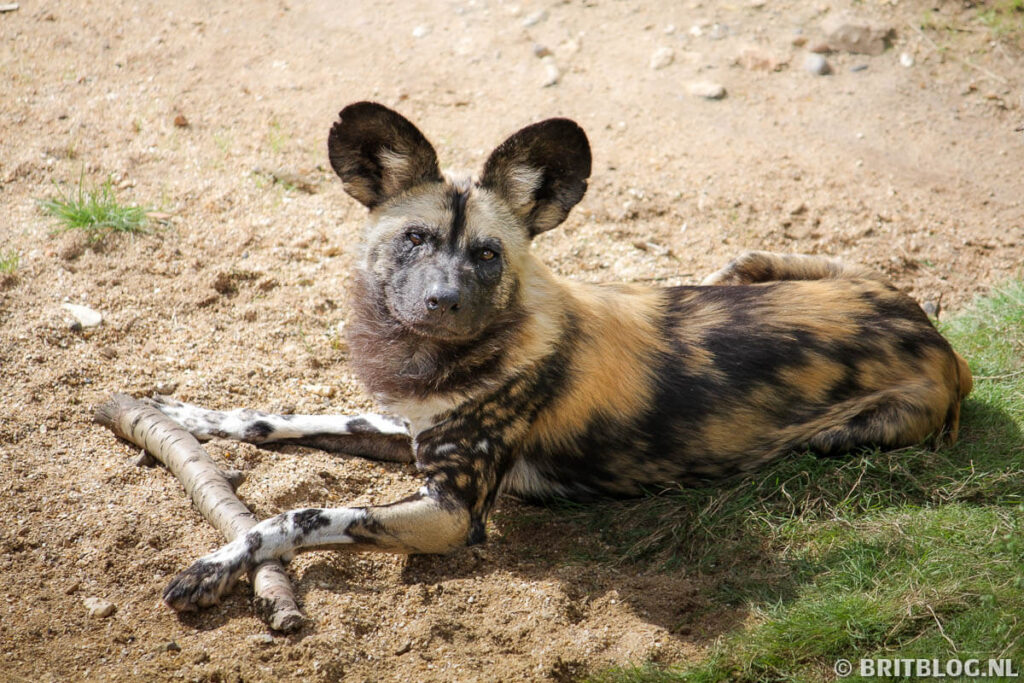 London Zoo, dieren kijken in Londen