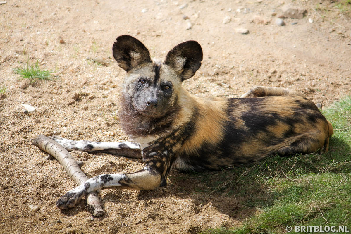 London Zoo, dieren kijken in Londen