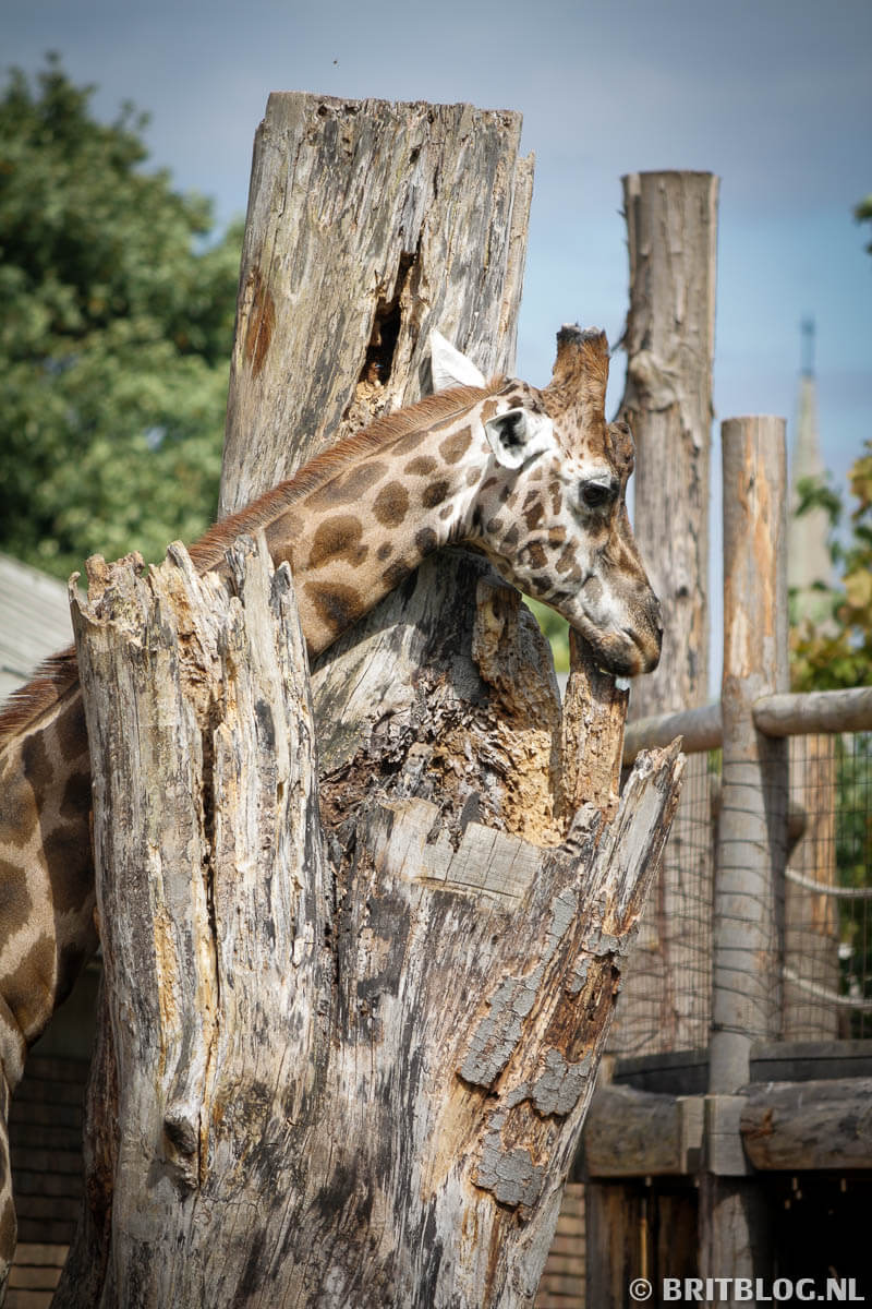 Giraffe in Londense dierentuin
