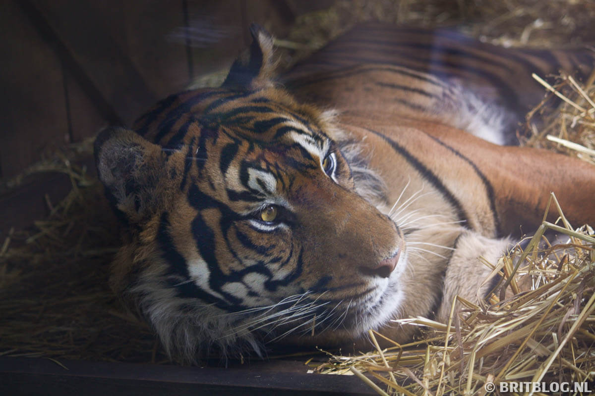 Tijger in de Londense dierentuin