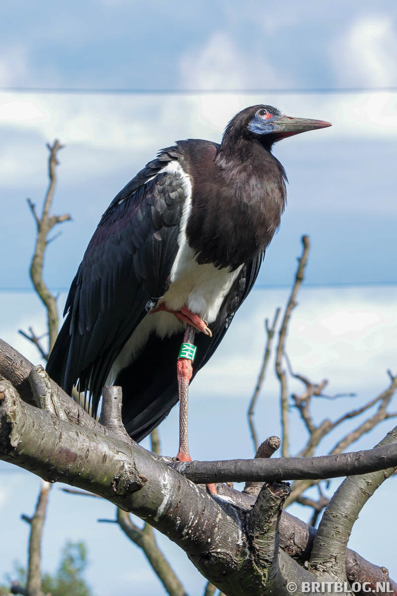 London Zoo, vogel kijken in Londen