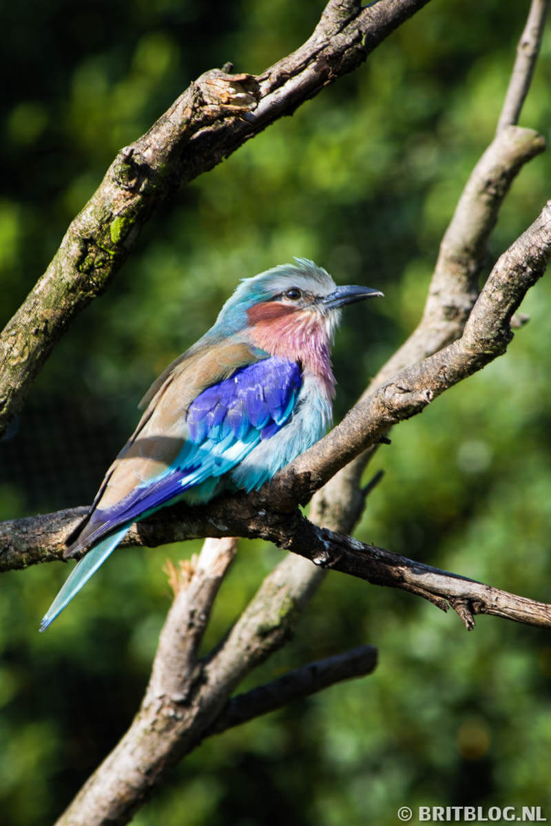 London Zoo, dieren kijken in Londen