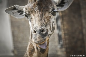 London Zoo