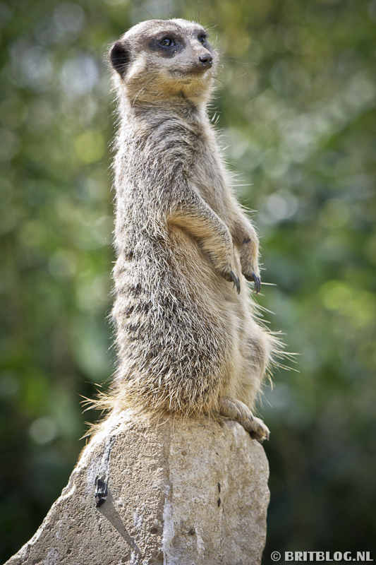 Stokstaartjes in de Londense dierentuin