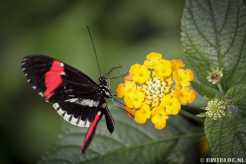 Vlinder in de Londense dierentuin