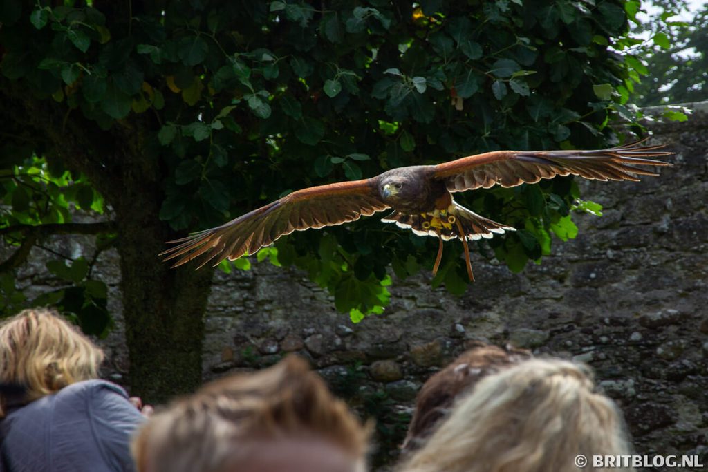 Roofvogelshows bij Dunrobin Castle