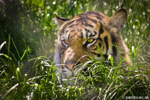 Chester Zoo