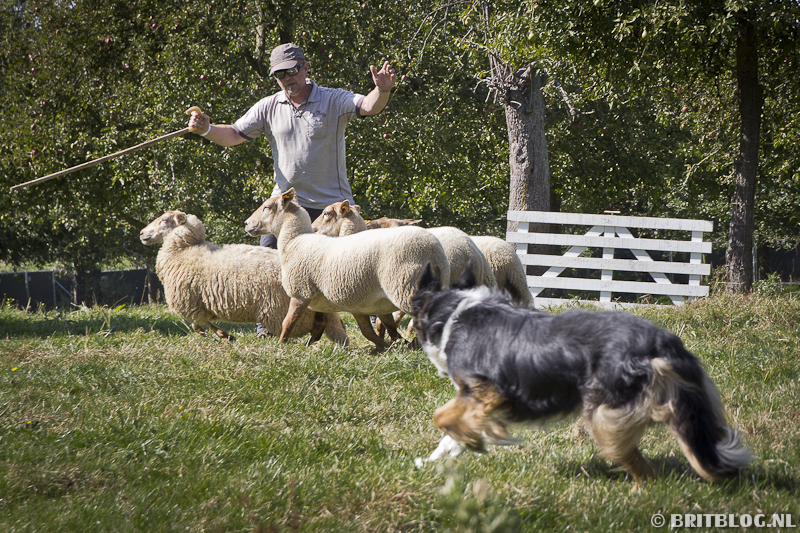 Schapendrijven op het Schots Weekend in Bilzen