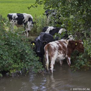 koeien langs de kant van het kanaal