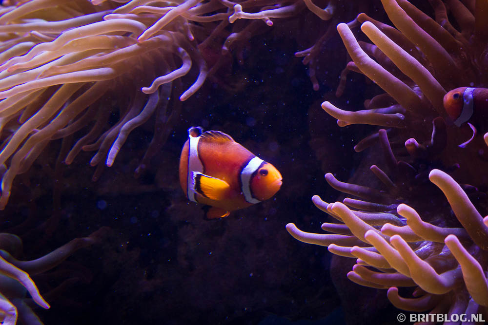 Vis in The Deep, Hull