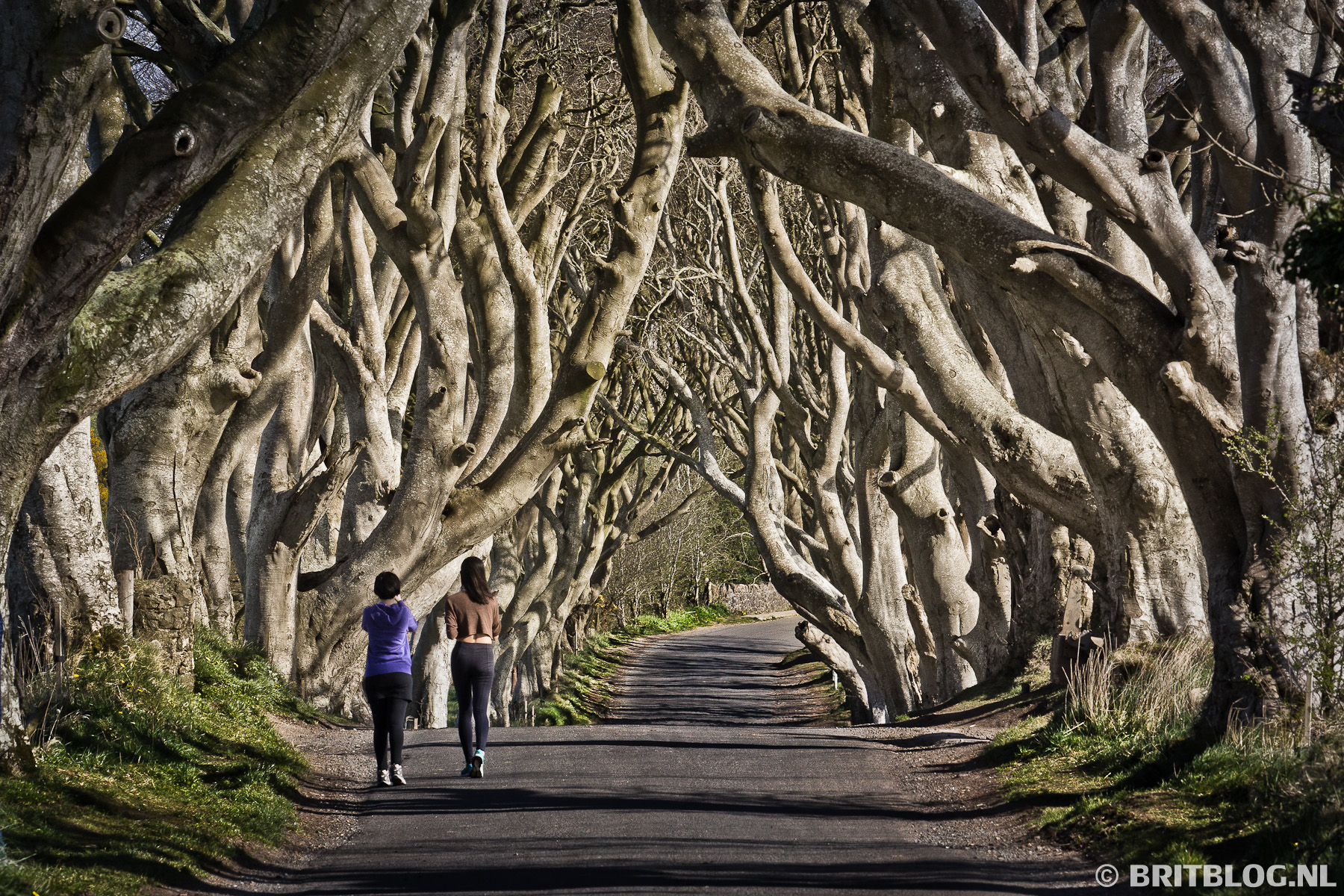 The Dark Hedges, de beroemdste weg in Noord-Ierland