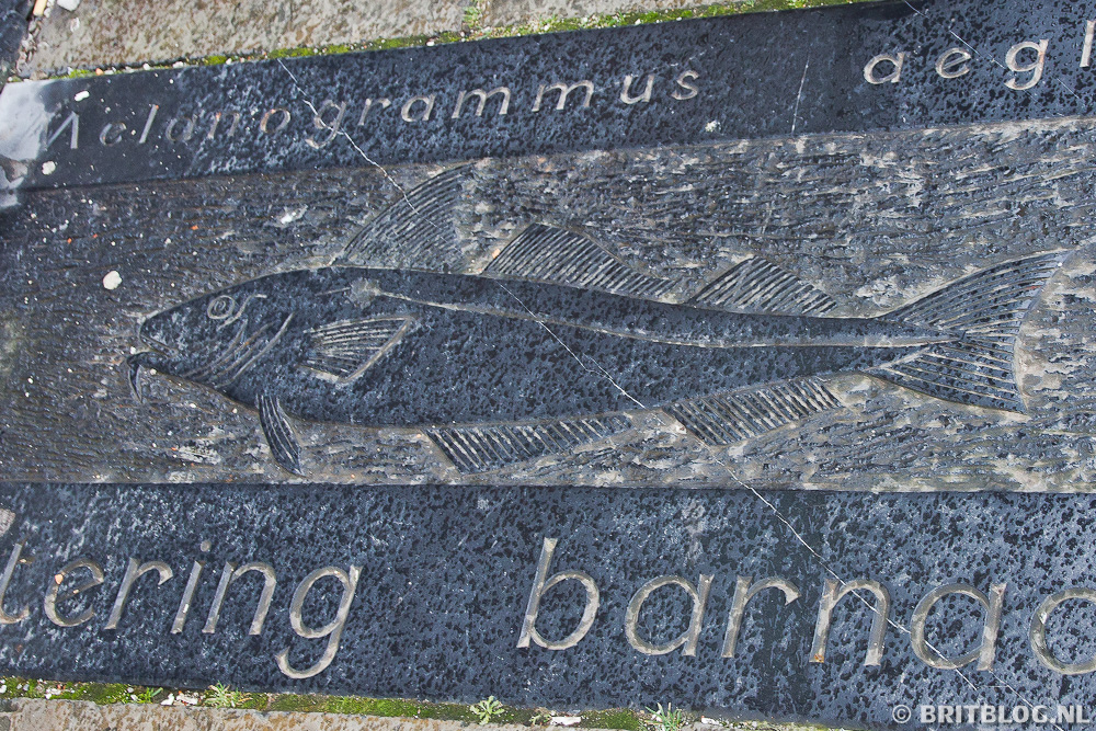 HullFishTrail 2