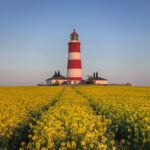 gele velden (koolzaad) bij Happisburgh