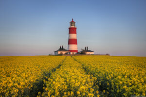 gele velden (koolzaad) bij Happisburgh