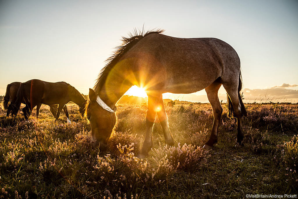 New Forest ponies