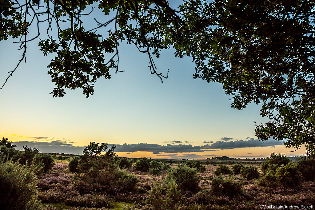 New Forest National Park