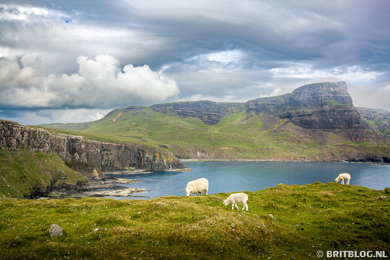 Neist Point: Schapen, zee en bergen omschrijven Isle of Skye, Schotland.