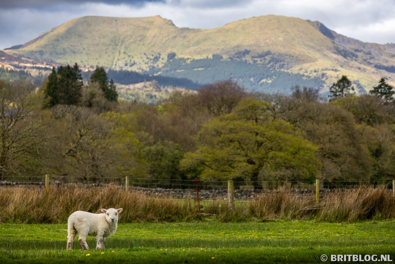 Lammetje voor het berglandschap rondom Beddgelert. 