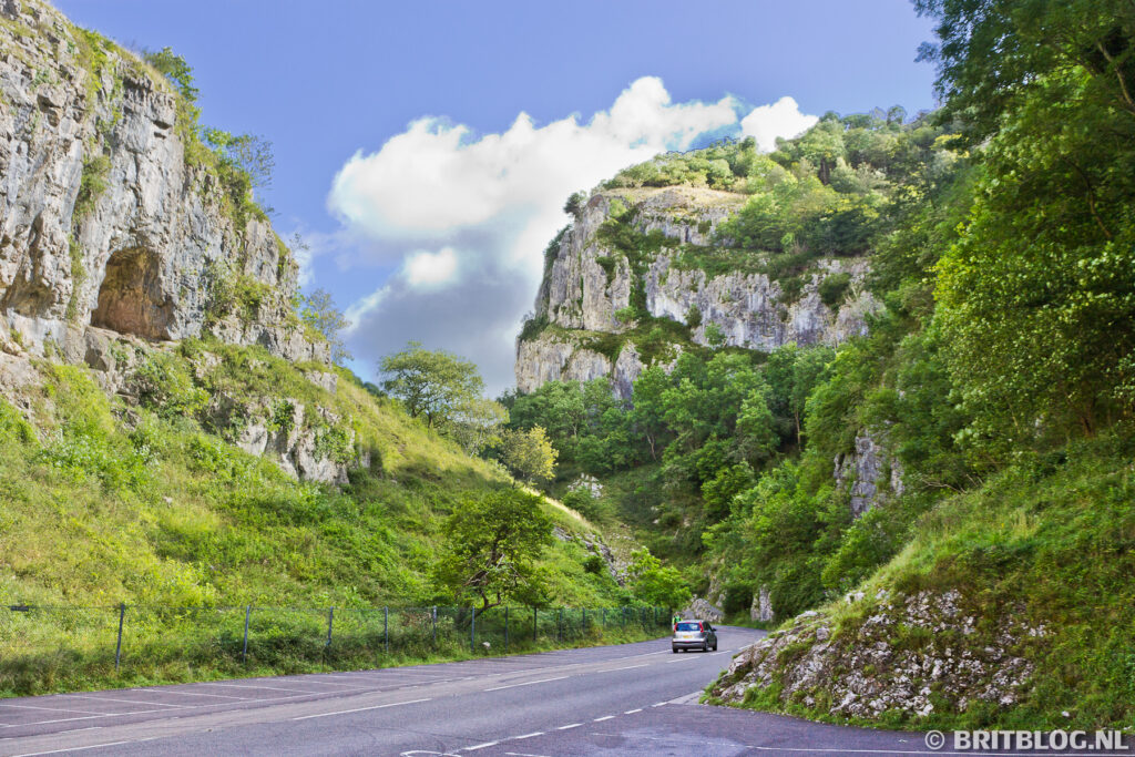 Cheddar Gorge, een indrukwekkende kloof in Engeland is het thuis van de Cheddar whitebeam, een unieke boom in de wereld. 