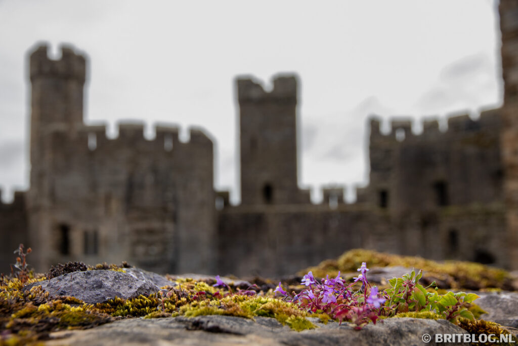 Caernarfon Castle, Groot-Brittannië