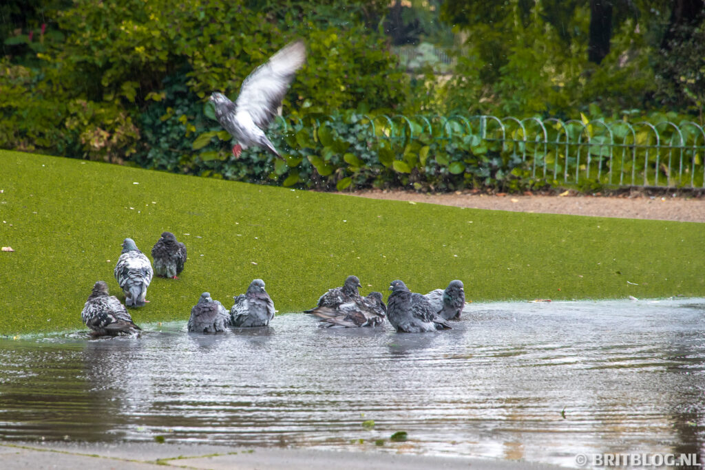 Duiven in de tuin van het paleis in Brighton, East-Sussex