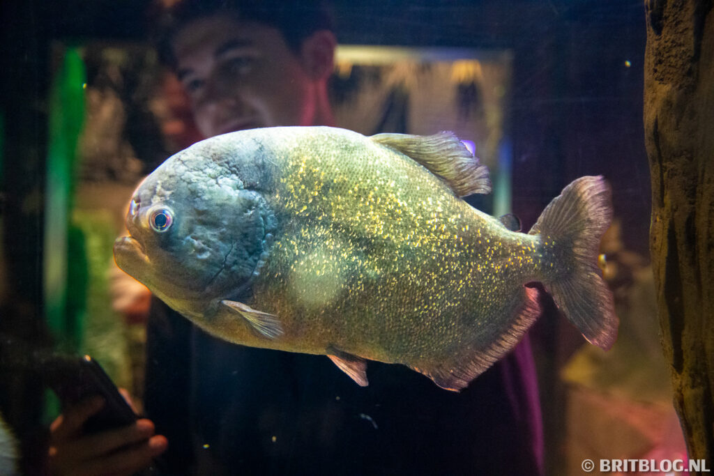 oudste aquarium, Brighton