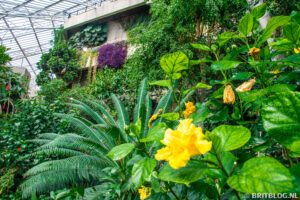 Barbican Conservatory, Londen