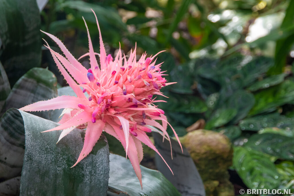 Barbican Conservatory, Londen