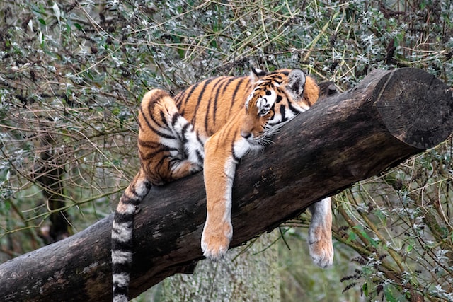 Longleat Wiltshire