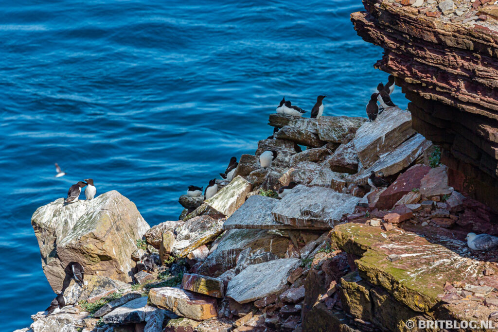Veel wilde vogels in de omgeving van John O'Groats