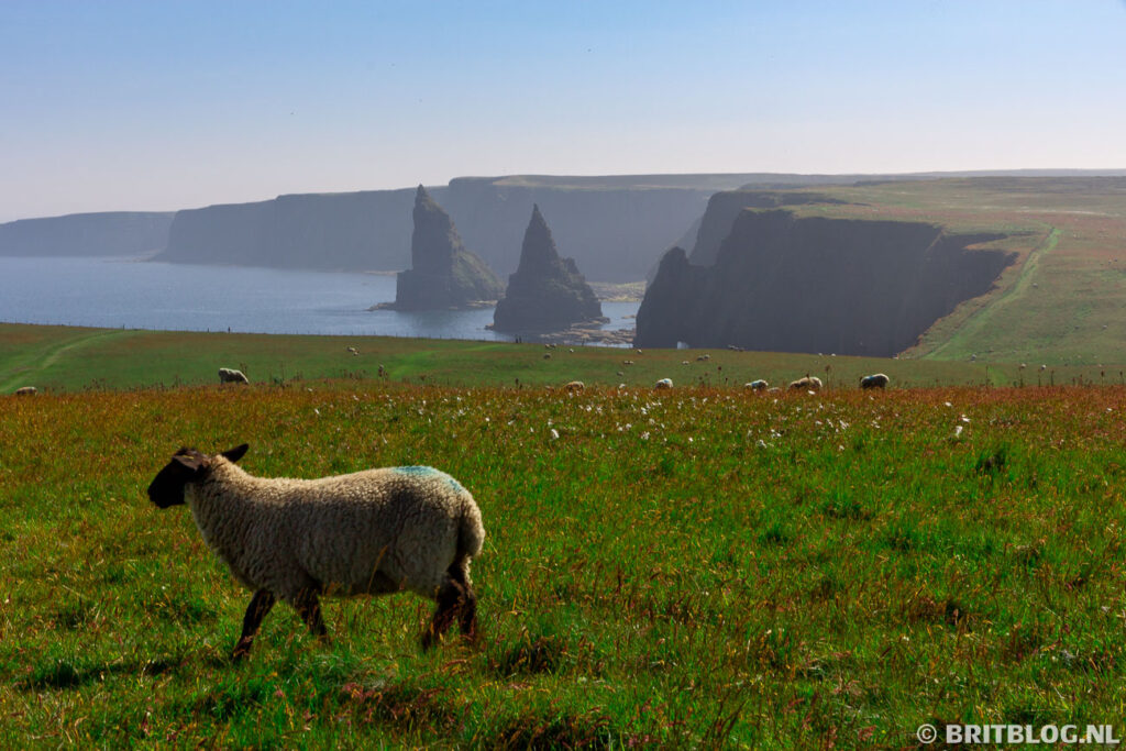 Zeedoorns van Duncansby Stacks aan de noordkust van Schotland, gezien vanaf de kliffen bij John O’Groats.