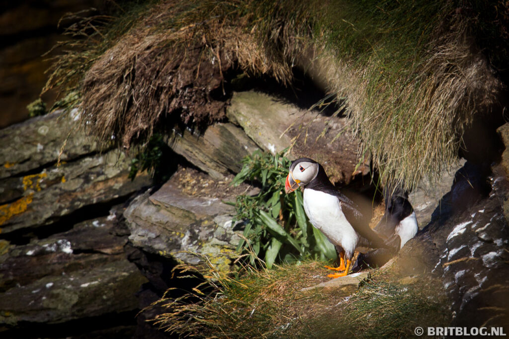 Papegaaiduiker in broedgebied bij Duncansby Head in het noorden van Schotland.
