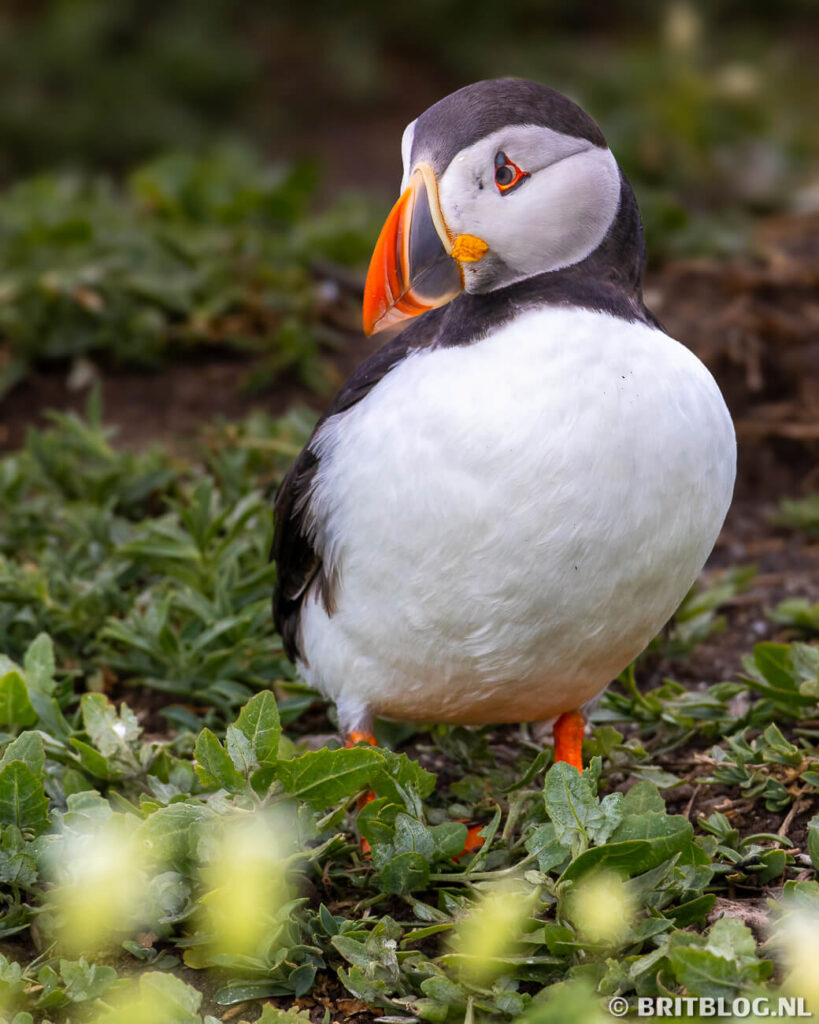 Papegaaiduiker op Farne Island, Engeland