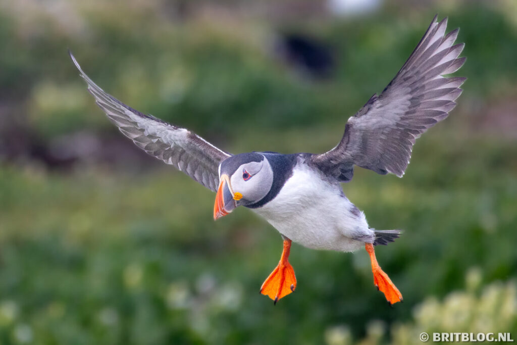 Een vliegende puffin, oftewel papegaaiduiker.