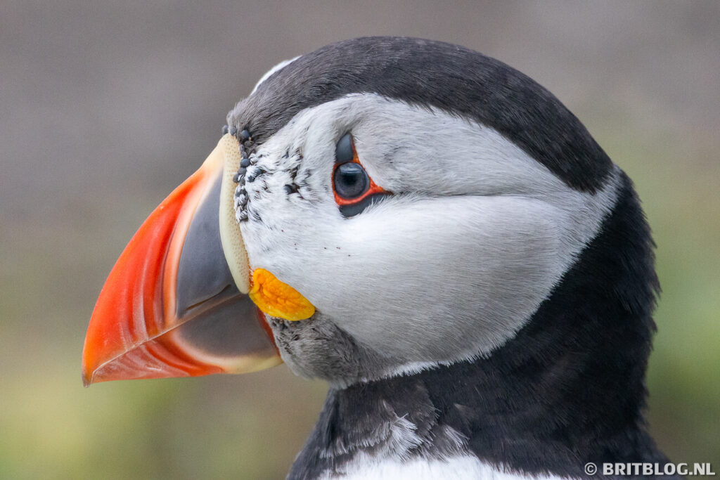 De kop van een papegaaiduiker, puffin, gefotografeerd op Farne Island, Northumberland, Verenigd Koninkrijk. 
