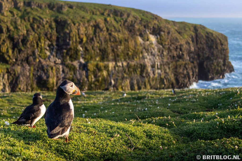 Puffin Papegaaiduiker Skomer Pembrokeshire Wales 12