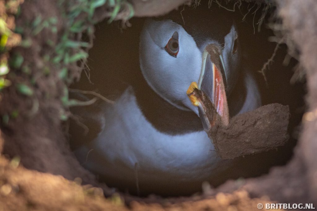 papegaaiduiker bouwt zijn nest op Skomer Island, Wales