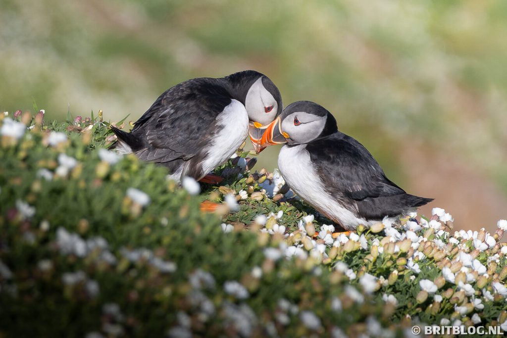 Papegaaiduikers in april op Skomer, klaar om te paren.