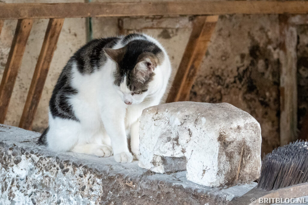 Manx Cat