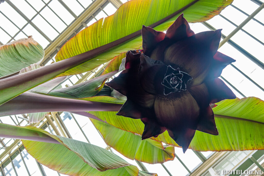 Enset bloeit in Kew Gardens, Londen