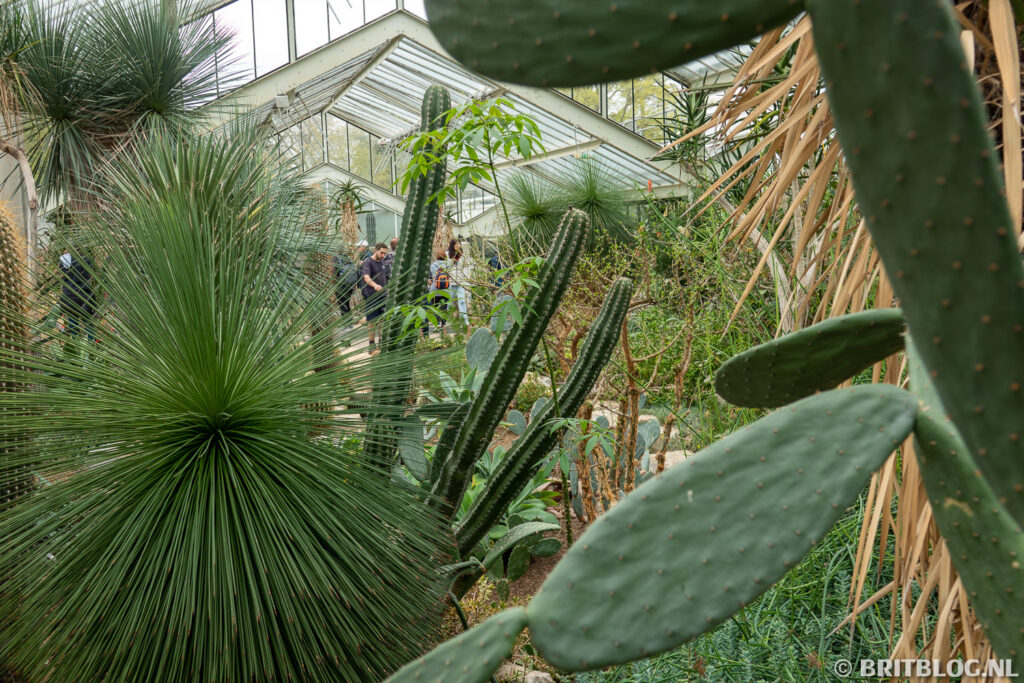 Cactussen in Kew Gardens