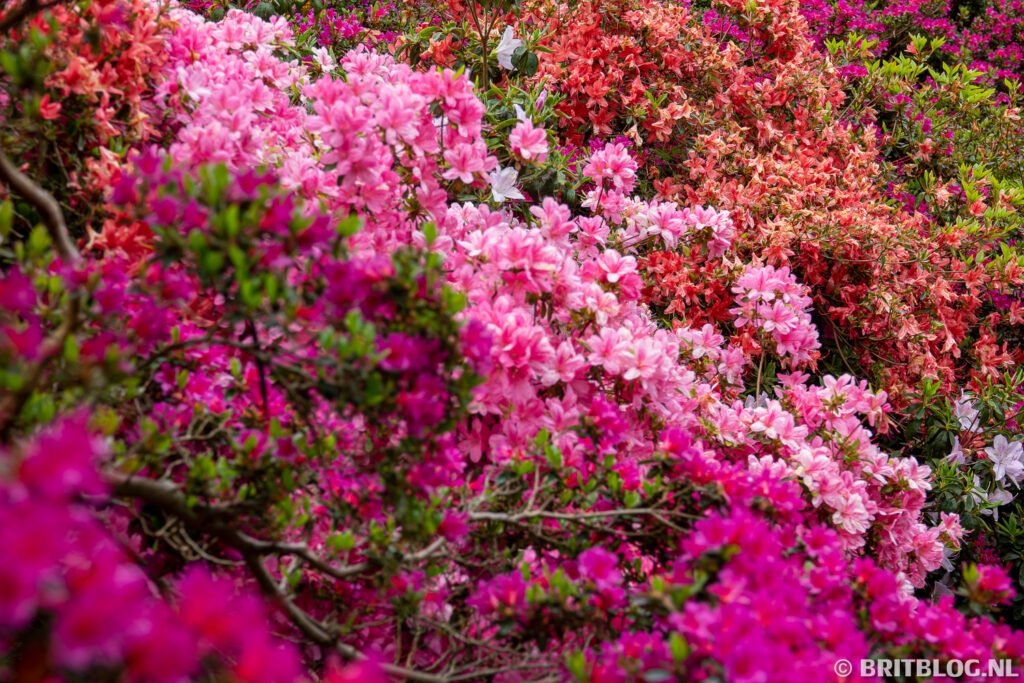 Rhododendron Dell, Kew Gardens