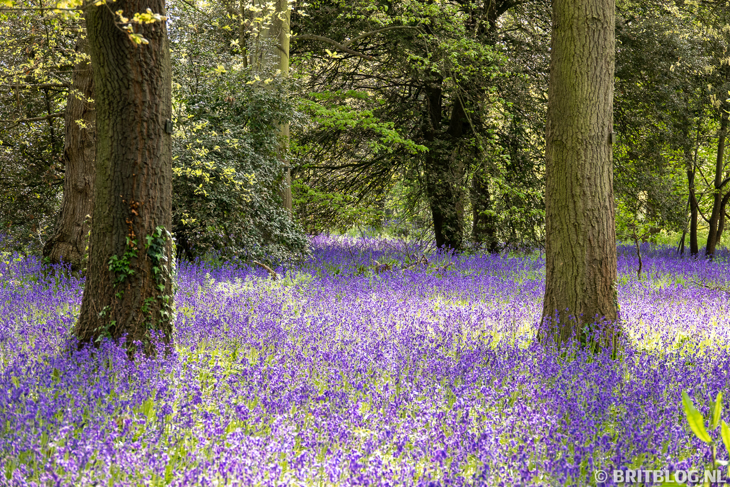 Boshyacinten / Bluebells in Kew Gardens