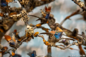 Natural History Museum, Londen