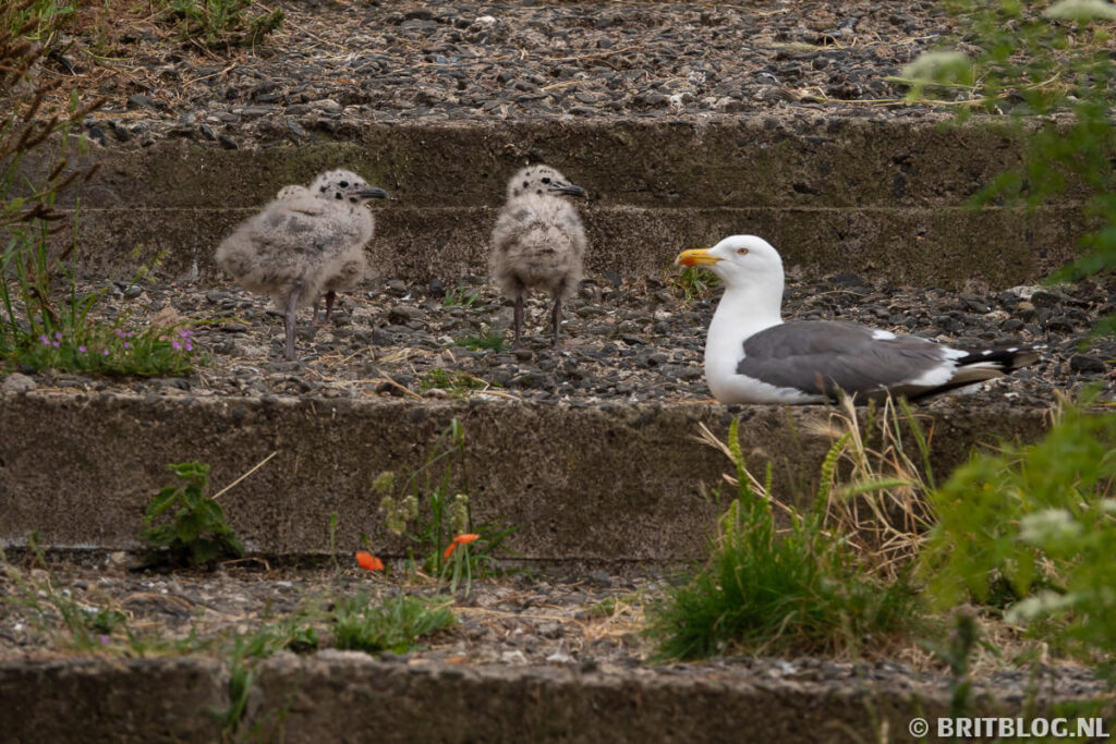Meeuwen op Inchcolm eiland