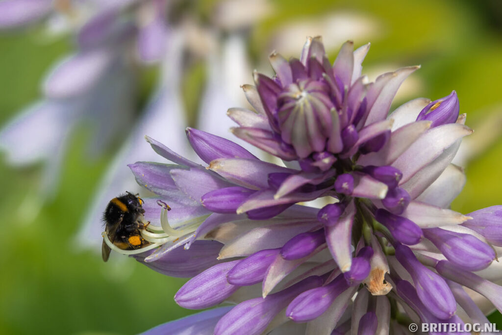 Royal Botanic Garden Edinburgh