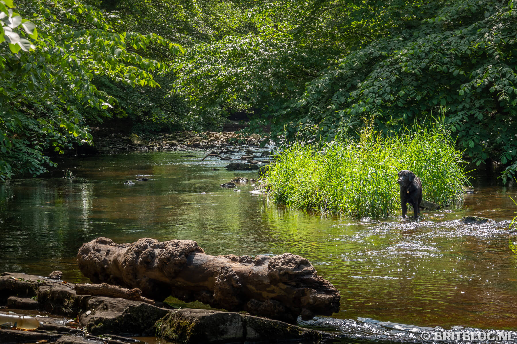 Water of Leith Walkway