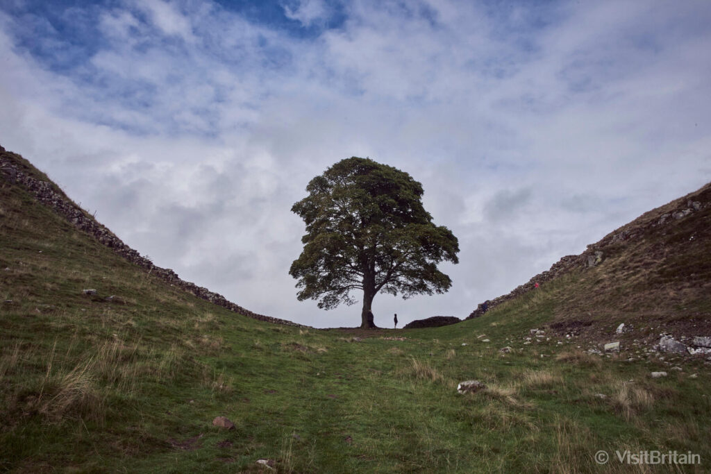 Sycamore Gap Tree, Hadrian's Wall