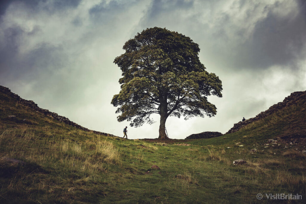 Sycamore Gap Tree, Hadrian's Wall