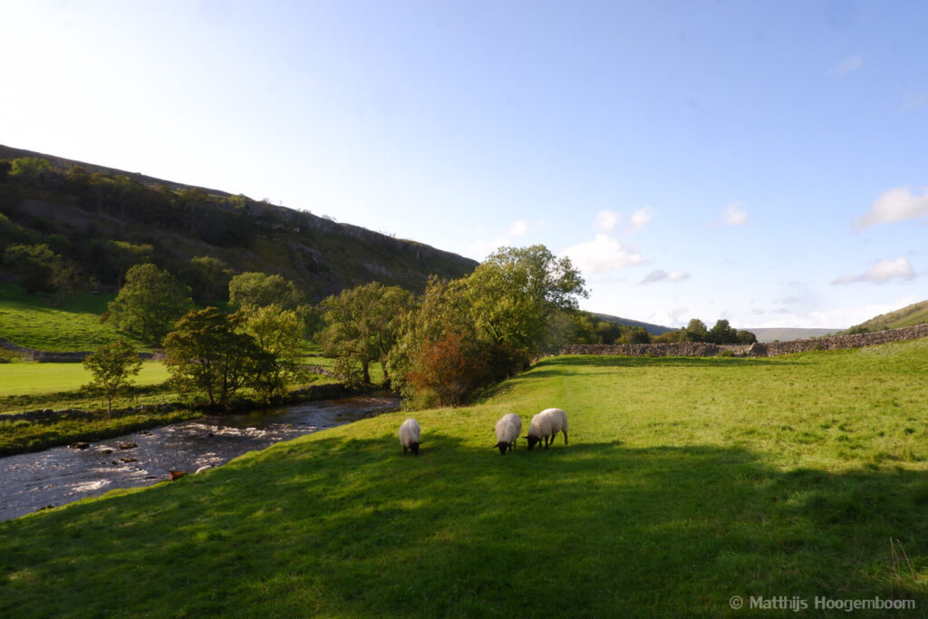 Schapen bij Kettlewell